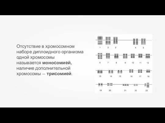 Отсутствие в хромосомном наборе диплоидного организма одной хромосомы называется моносомией, наличие дополнительной хромосомы — трисомией.