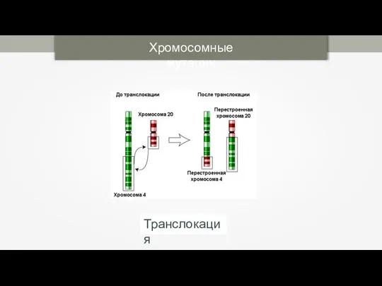 Хромосомные мутации Транслокация