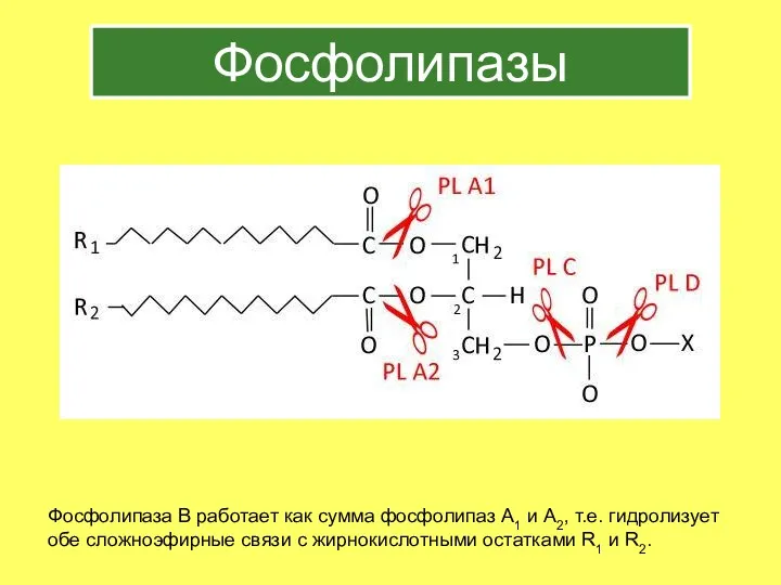 Фосфолипазы Фосфолипаза В работает как сумма фосфолипаз А1 и А2, т.е. гидролизует обе
