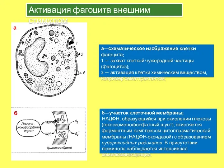 а—схематическое изображение клетки фагоцита; 1 — захват клеткой чужеродной частицы