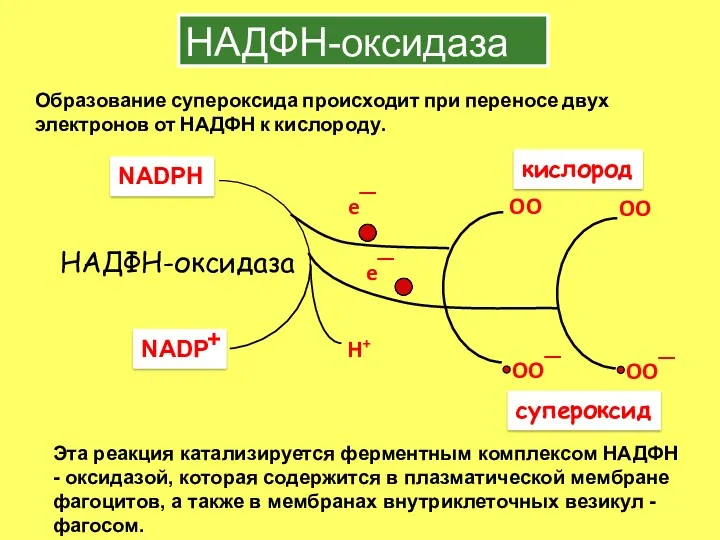 НАДФН-оксидаза Образование супероксида происходит при переносе двух электронов от НАДФН к кислороду. Эта