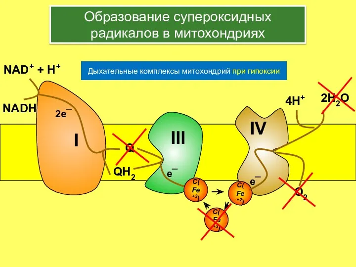 C(Fe+3) e¯ Образование супероксидных радикалов в митохондриях Дыхательные комплексы митохондрий при гипоксии