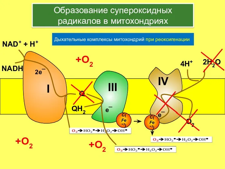 e¯ +О2 +О2 +О2 Образование супероксидных радикалов в митохондриях Дыхательные комплексы митохондрий при реоксигенации