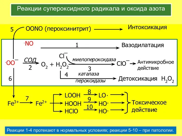 Реакции супероксидного радикала и оксида азота Реакции 1-4 протекают в нормальных условиях; реакции