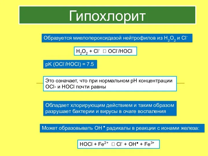 Гипохлорит Образуется миелопероксидазой нейтрофилов из H2O2 и Cl- H2O2 + Cl- ? OCl-/HOCl