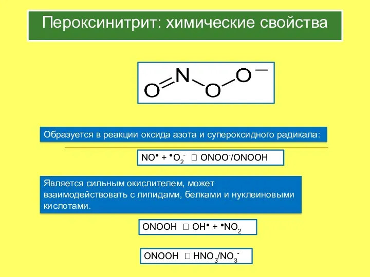 Пероксинитрит: химические свойства Образуется в реакции оксида азота и супероксидного радикала: NO● +