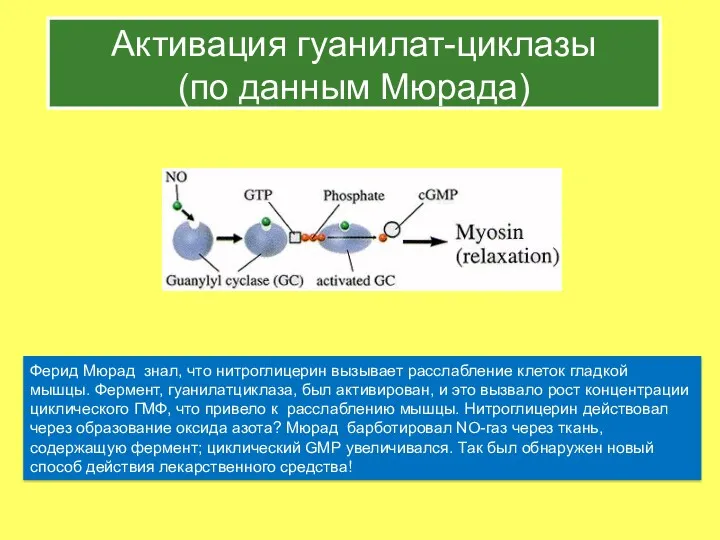 Активация гуанилат-циклазы (по данным Мюрада) Ферид Мюрад знал, что нитроглицерин вызывает расслабление клеток