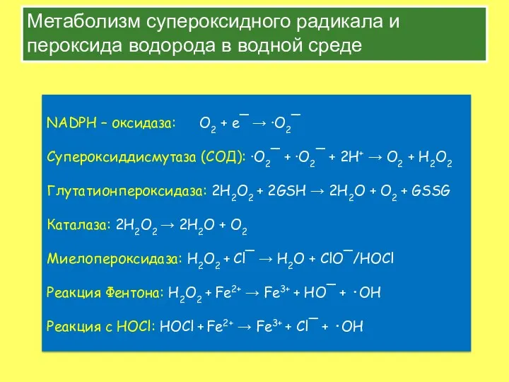 Метаболизм супероксидного радикала и пероксида водорода в водной среде NADPH – оксидаза: O2