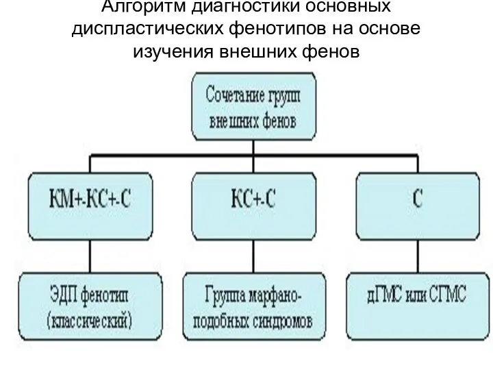 Алгоритм диагностики основных диспластических фенотипов на основе изучения внешних фенов