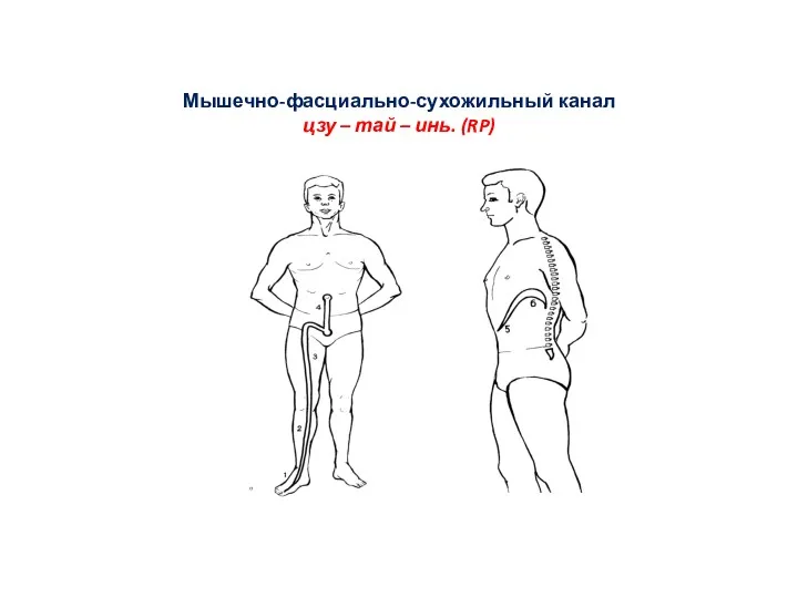 Мышечно-фасциально-сухожильный канал цзу – тай – инь. (RP)