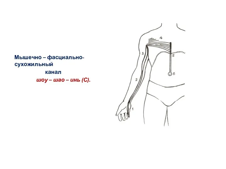Мышечно – фасциально-сухожильный канал шоу – шао – инь (С).