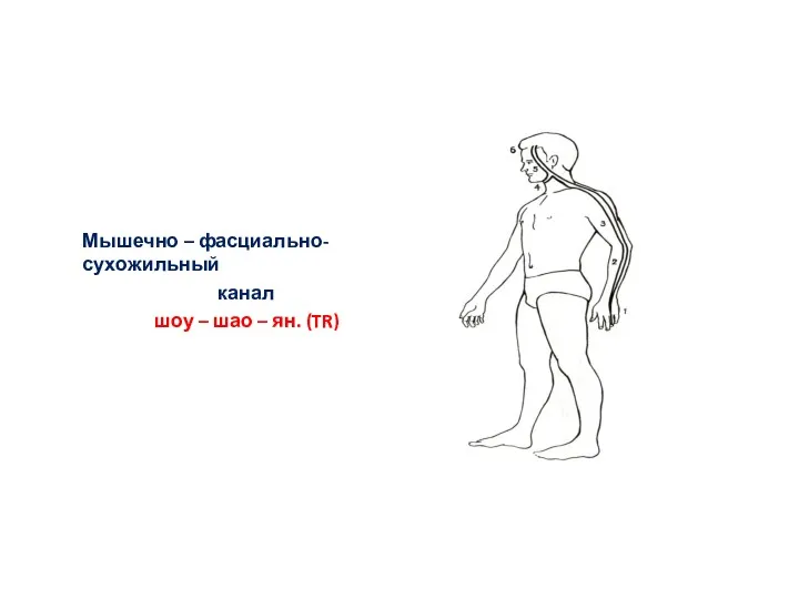 Мышечно – фасциально-сухожильный канал шоу – шао – ян. (TR)