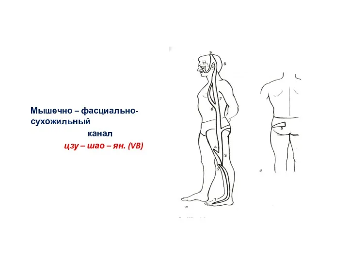 Мышечно – фасциально-сухожильный канал цзу – шао – ян. (VB)