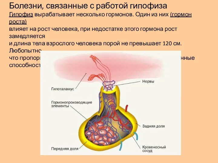 Болезни, связанные с работой гипофиза Гипофиз вырабатывает несколько гормонов. Один