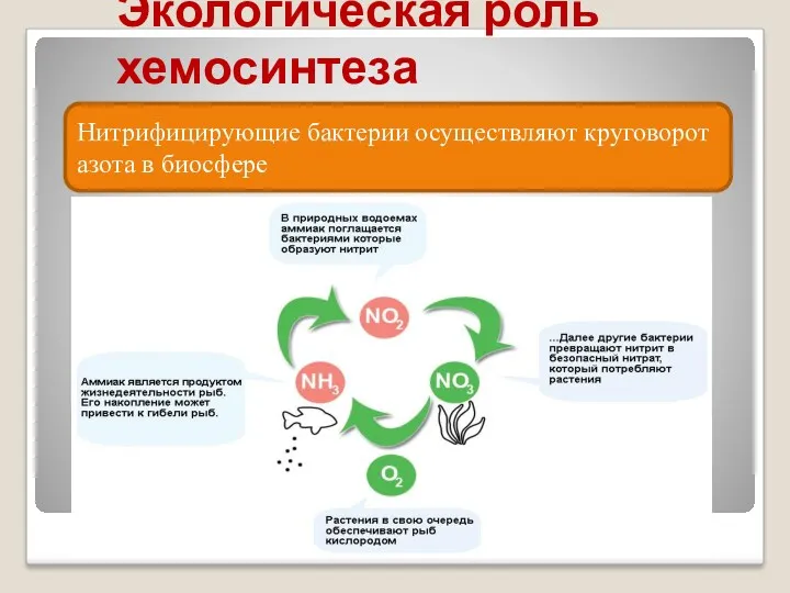 Экологическая роль хемосинтеза Нитрифицирующие бактерии осуществляют круговорот азота в биосфере