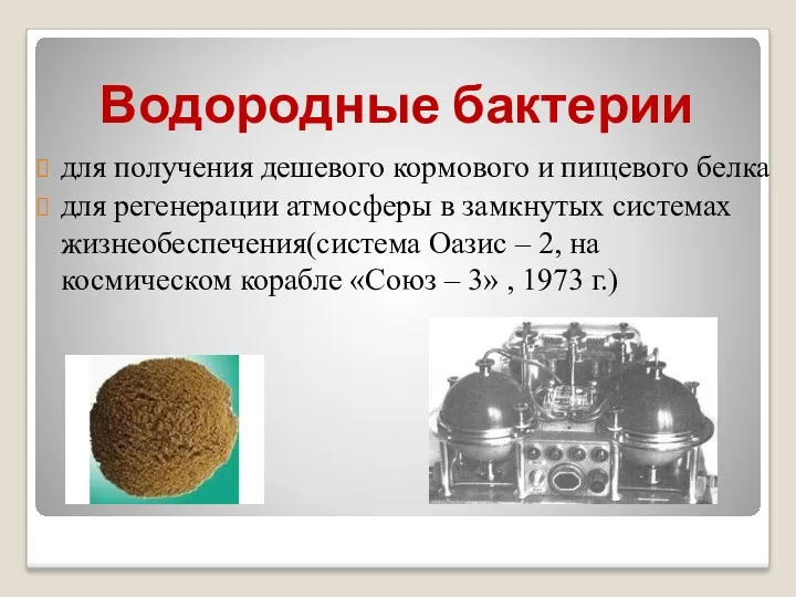 Водородные бактерии для получения дешевого кормового и пищевого белка для