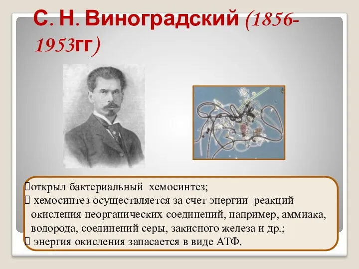 С. Н. Виноградский (1856- 1953гг) открыл бактериальный хемосинтез; хемосинтез осуществляется