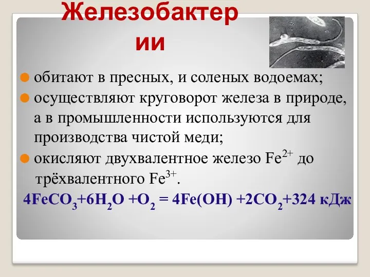 Железобактерии обитают в пресных, и соленых водоемах; осуществляют круговорот железа