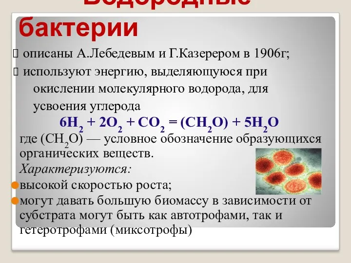 Водородные бактерии описаны А.Лебедевым и Г.Казерером в 1906г; используют энергию,
