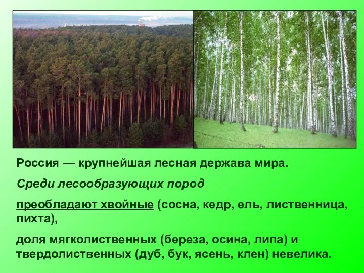 Россия — крупнейшая лесная держава мира. Среди лесообразующих пород преобладают хвойные (сосна, кедр,