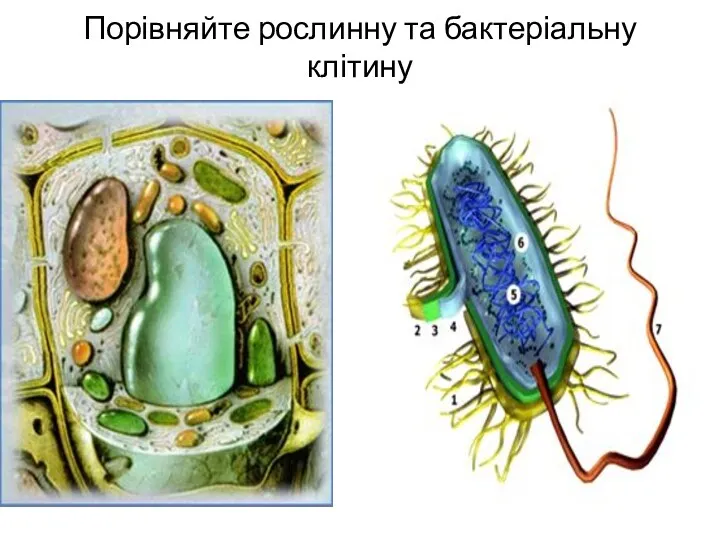 Порівняйте рослинну та бактеріальну клітину