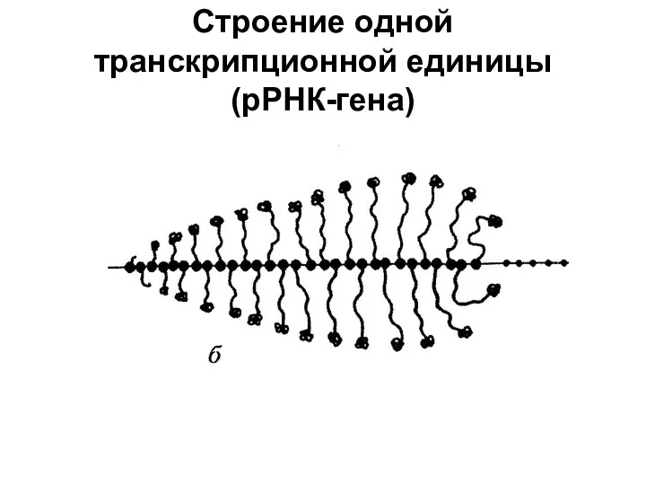 Строение одной транскрипционной единицы (рРНК-гена)