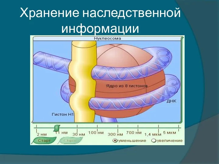 Хранение наследственной информации