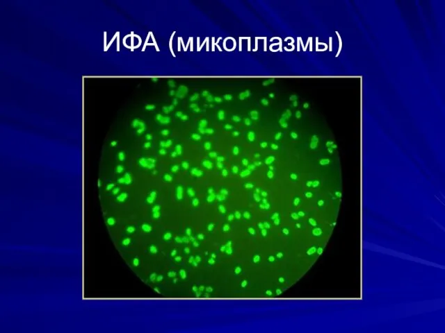 ИФА (микоплазмы)