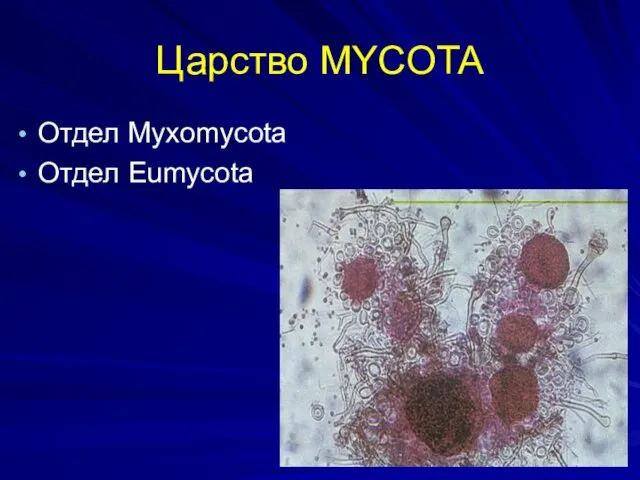 Царство MYCOTA Отдел Myxomycota Отдел Еumycota