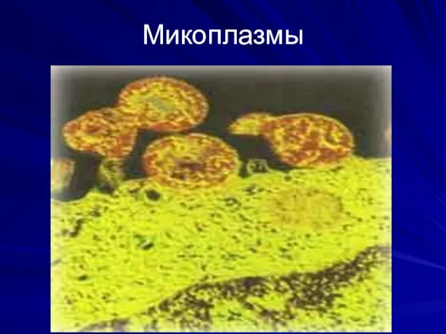 Микоплазмы