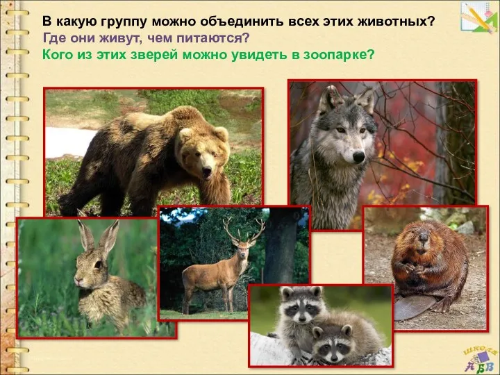 В какую группу можно объединить всех этих животных? Где они живут, чем питаются?