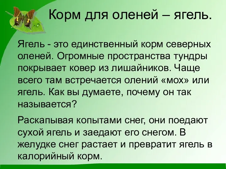 Ягель - это единственный корм северных оленей. Огромные пространства тундры