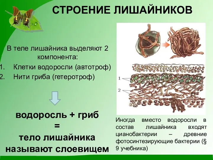 СТРОЕНИЕ ЛИШАЙНИКОВ В теле лишайника выделяют 2 компонента: Клетки водоросли