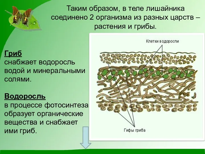 Таким образом, в теле лишайника соединено 2 организма из разных царств – растения