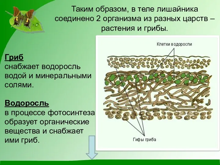 Таким образом, в теле лишайника соединено 2 организма из разных