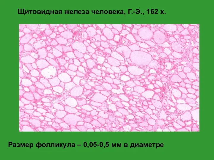 Размер фолликула – 0,05-0,5 мм в диаметре Щитовидная железа человека, Г.-Э., 162 x.