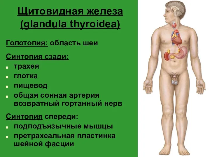 Щитовидная железа (glandula thyroidea) Голотопия: область шеи Синтопия сзади: трахея