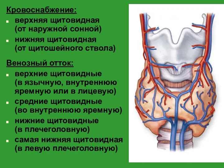 Кровоснабжение: верхняя щитовидная (от наружной сонной) нижняя щитовидная (от щитошейного ствола) Венозный отток: