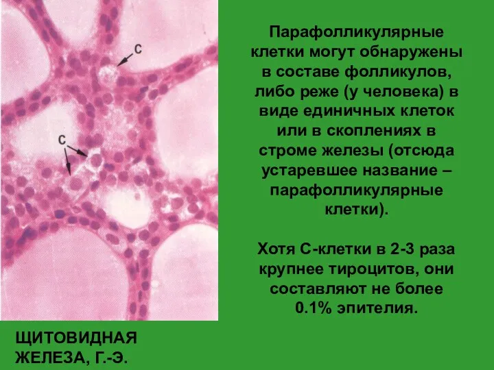 Парафолликулярные клетки могут обнаружены в составе фолликулов, либо реже (у