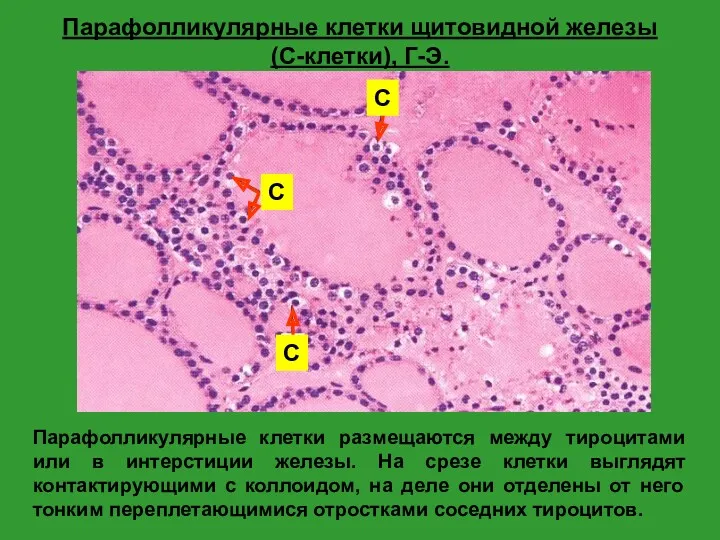 Парафолликулярные клетки щитовидной железы (С-клетки), Г-Э. Парафолликулярные клетки размещаются между