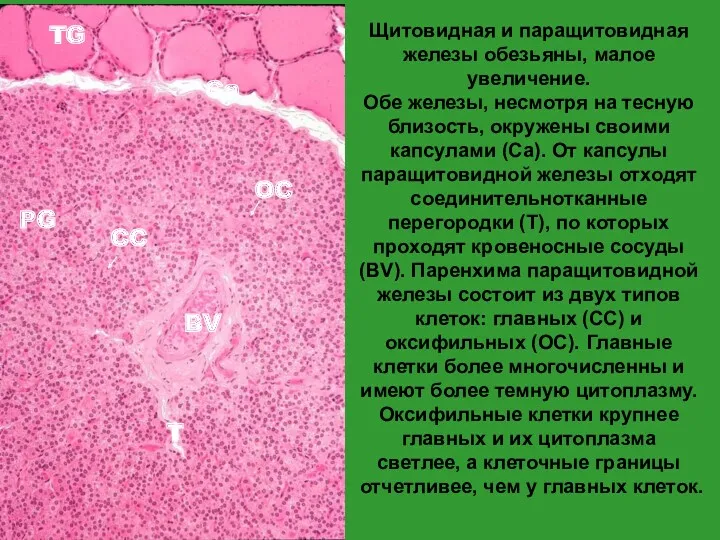 TG PG BV T Ca OC CC Щитовидная и паращитовидная железы обезьяны, малое