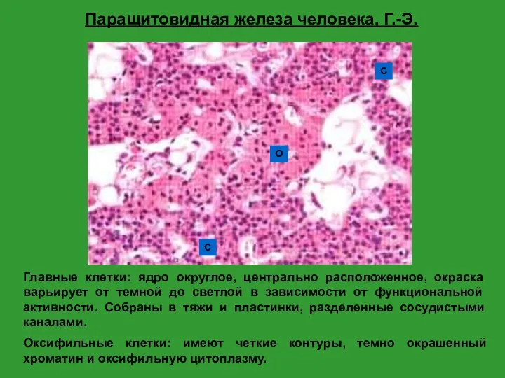 Паращитовидная железа человека, Г.-Э. Главные клетки: ядро округлое, центрально расположенное, окраска варьирует от