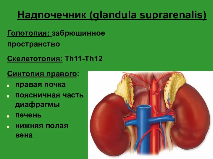 Надпочечник (glandula suprarenalis) Голотопия: забрюшинное пространство Скелетотопия: Th11-Th12 Синтопия правого: правая почка поясничная