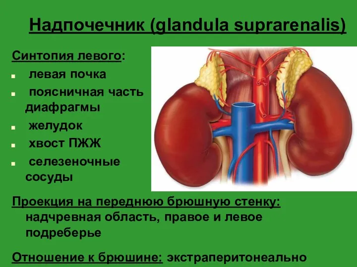Надпочечник (glandula suprarenalis) Синтопия левого: левая почка поясничная часть диафрагмы желудок хвост ПЖЖ