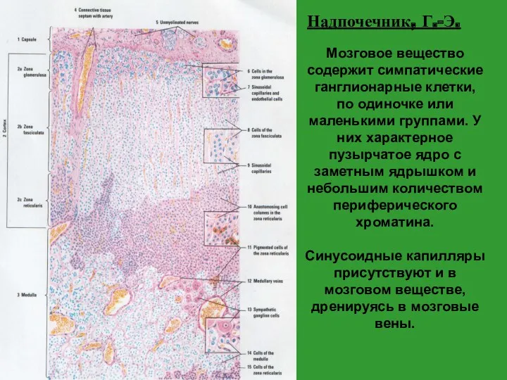 Мозговое вещество содержит симпатические ганглионарные клетки, по одиночке или маленькими группами. У них