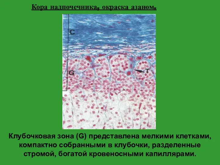 Кора надпочечника, окраска азаном. Клубочковая зона (G) представлена мелкими клетками, компактно собранными в