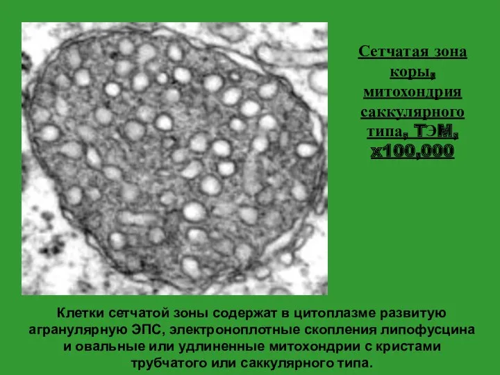 Клетки сетчатой зоны содержат в цитоплазме развитую агранулярную ЭПС, электроноплотные