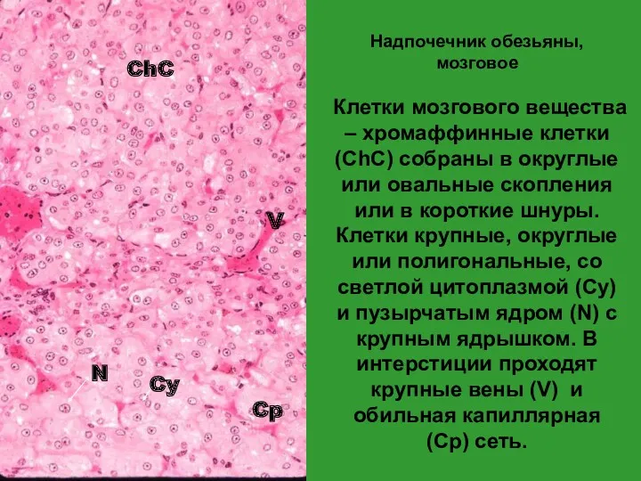 Надпочечник обезьяны, мозговое Клетки мозгового вещества – хромаффинные клетки (ChC) собраны в округлые