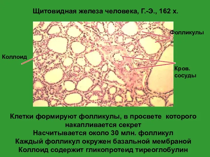 Щитовидная железа человека, Г.-Э., 162 x. Клетки формируют фолликулы, в просвете которого накапливается