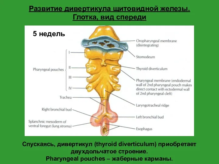 Спускаясь, дивертикул (thyroid diverticulum) приобретает двухдольчатое строение. Pharyngeal pouches –